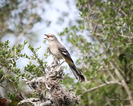 Ptáci a Ranní Zpěv: Strategie Přežití ve Městském Hluku